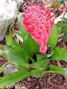 roșu Floare Billbergia  Oală Planta fotografie