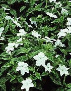 Browallia ყვავილების თეთრი
