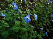 jasnoniebieski Kwiat Brovallaiya (Browallia) Rośliny domowe zdjęcie