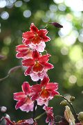 κόκκινος λουλούδι Vuylstekeara-Cambria  φυτά εσωτερικού χώρου φωτογραφία