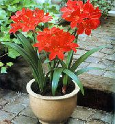 röd Blomma Vallota (Vallota (Cyrtanthus)) Krukväxter foto
