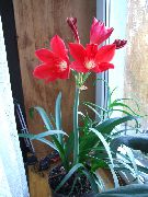 roșu Floare Vallota (Vallota (Cyrtanthus)) Oală Planta fotografie
