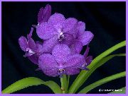 liliowy Kwiat Wanda (Vanda) Rośliny domowe zdjęcie