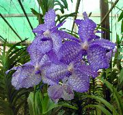blau Blume Vanda  Zimmerpflanzen foto