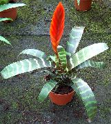 rood Bloem Vriesea  Kamerplanten foto