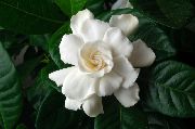 білий Квітка Гарденія (Gardenia) Кімнатні рослини фото