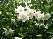 weiß Blume Kapjasmin (Gardenia) Zimmerpflanzen foto