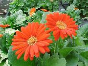 Transvaal Sedmokráska Kvetina oranžový