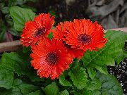 crvena Cvijet Transvaal Tratinčica (Gerbera) Biljka u Saksiji foto