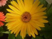 žuti Cvijet Transvaal Tratinčica (Gerbera) Biljka u Saksiji foto
