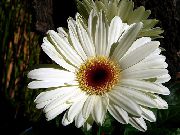 weiß Blume Transvaal Daisy (Gerbera) Zimmerpflanzen foto