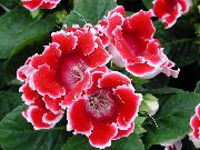 piros Virág Sinningia (Csuporka) (Sinningia (Gloxinia)) Szobanövények fénykép