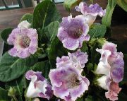 Sinningia (Gloxinia) Flor lila