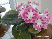 růžový Květina Sinningia (Gloxínie) (Sinningia (Gloxinia)) Pokojové rostliny fotografie