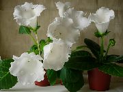 blanco Flor Sinningia (Gloxinia)  Plantas de interior foto