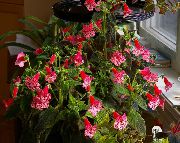 წითელი ყვავილების ხე Gloxinia (Kohleria) სახლი მცენარეთა ფოტო