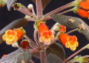portocale Floare Gloxinia Copac (Kohleria) Oală Planta fotografie