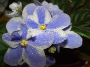 açık mavi çiçek Afrika Menekşe (Saintpaulia) Ev bitkileri fotoğraf