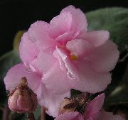 ვარდისფერი ყვავილების African Violet (Saintpaulia) სახლი მცენარეთა ფოტო