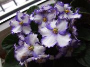 African Violet ყვავილების თეთრი