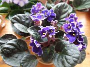 非洲紫罗兰 花 紫