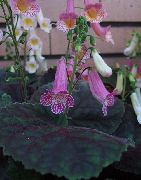 紫丁香 花 Smithiantha  室内植物 照片