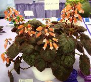 помаранчевий Квітка Смітіанта (Smithiantha) Кімнатні рослини фото