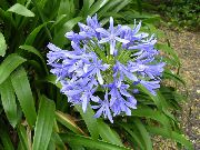 light blue Flower African blue lily (Agapanthus umbellatus) Houseplants photo