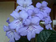 svetlomodrá Kvetina Strap (Streptocarpus) Izbové Rastliny fotografie