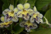 gul Blomma Strep (Streptocarpus) Krukväxter foto