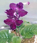 链球菌 花 紫