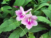 链球菌 花 紫丁香