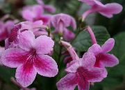 ვარდისფერი ყვავილების Strep (Streptocarpus) სახლი მცენარეთა ფოტო