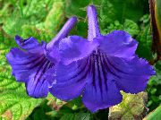 tamno plava Cvijet Strep (Streptocarpus) Biljka u Saksiji foto