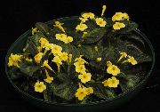 sárga Virág Episcia  Szobanövények fénykép