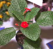 κόκκινος λουλούδι Episcia  φυτά εσωτερικού χώρου φωτογραφία