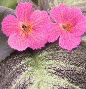 розов Цвете Episcia  Стайни растения снимка