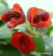 punane Lill Huulepulk Taim,  (Aeschynanthus)  foto