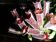 bordo žiedas Lūpų Augalas,  (Aeschynanthus)  nuotrauka