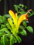 ყვითელი ყვავილების Lipstick ქარხანა,  (Aeschynanthus)  ფოტო