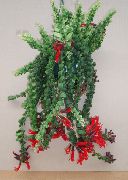 червоний Квітка Есхінантус (Aeschynanthus) Кімнатні рослини фото