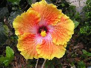 Hibiscus Floare portocale