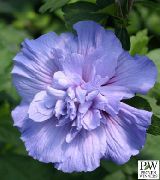 Hibisco Flor azul claro