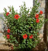 červená Kvetina Ibištek (Hibiscus) Izbové Rastliny fotografie