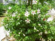 ақ Гүл Gibiskus (Kitayskaya Rose) (Hibiscus) Үй Өсімдіктер фото