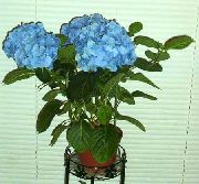 světle modrá Květina Hortenzie, Lacecap (Hydrangea hortensis) Pokojové rostliny fotografie
