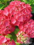 Hortenzija, Lacecap Cvijet crvena