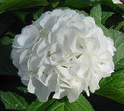alb Floare Hortensie, Lacecap (Hydrangea hortensis) Oală Planta fotografie