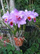Dendrobium Orhideja Zieds ceriņi