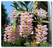 ვარდისფერი ყვავილების Dendrobium ორქიდეა  სახლი მცენარეთა ფოტო